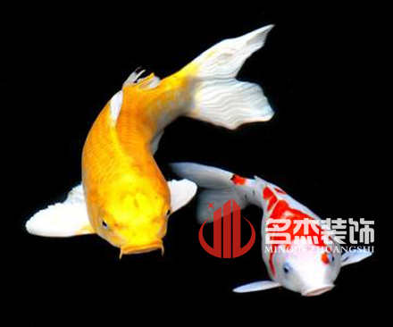 办公室羞羞视频网站入口风水之养殖金鱼.jpg