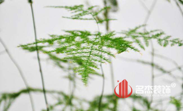 办公室羞羞视频网站入口风水之绿植.jpg