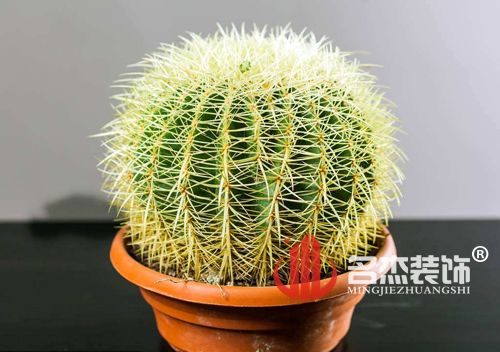 办公室羞羞视频网站入口风水之仙人掌.jpg